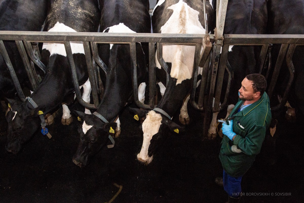 племзавод Ирмень фотограф Виктор Боровских