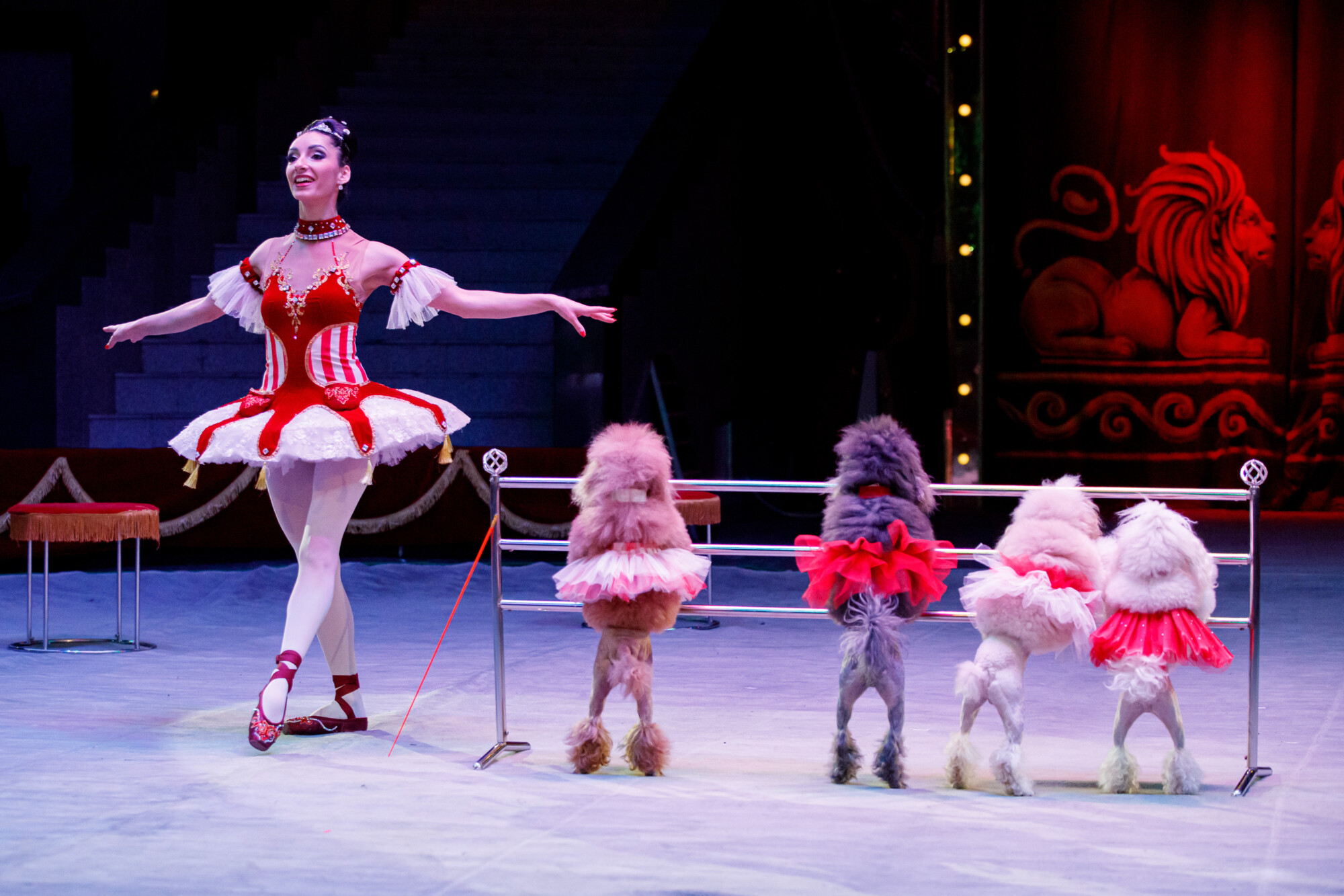 Репортажная фотосъемка в Москве и регионах. Цирк. Фотограф Виктор Боровских