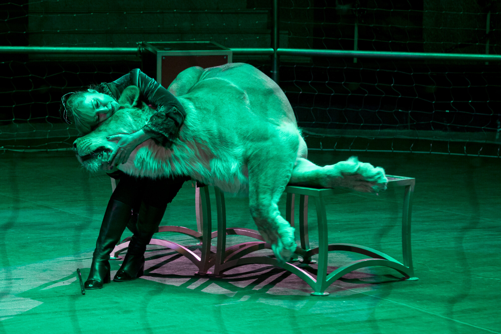 Репортажная фотосъемка в Москве и регионах. Необычный кадр со львом. Человек царь природы- только звери об этом не знают. Цирк. Фотограф Виктор Боровских